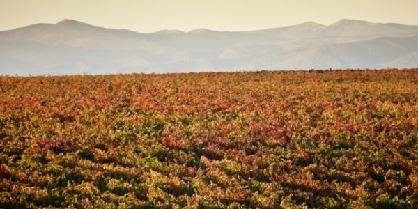 Muestra de versatilidad de los vinos de Rioja
